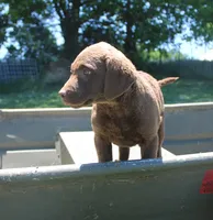 RFPF1, a female Chesapeake Bay Retriever for sale in Scottsville, KY – 6 of 6
