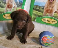 RFZM1, a male Chesapeake Bay Retriever for sale in Scottsville, KY – 4 of 5