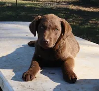 RFAF5, a female Chesapeake Bay Retriever for sale in Scottsville, KY – 5 of 7