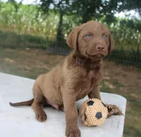 RFKM2, a male Chesapeake Bay Retriever for sale in Scottsville, KY – 2 of 8