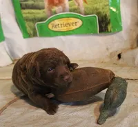 RFAF1, a female Chesapeake Bay Retriever for sale in Scottsville, KY – 3 of 4