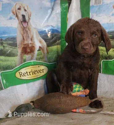 RFBF6 – Chesapeake Bay Retriever puppy for sale in Scottsville, KY