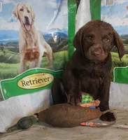 RFBF6, a female Chesapeake Bay Retriever for sale in Scottsville, KY – 1 of 4