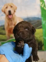 RFAM4, a male Chesapeake Bay Retriever for sale in Scottsville, KY – 2 of 3