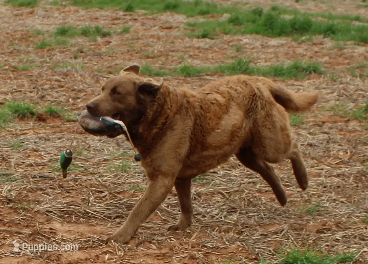 RFAF1 – Chesapeake Bay Retriever puppy for sale in Scottsville, KY