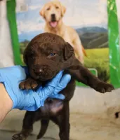 RFAM6, a male Chesapeake Bay Retriever for sale in Scottsville, KY – 4 of 5