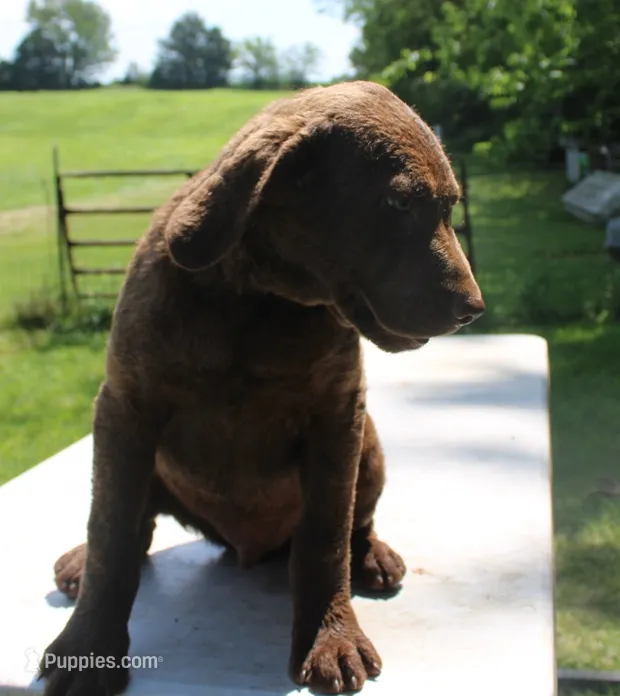 RFPM1 – Chesapeake Bay Retriever puppy for sale in Scottsville, KY