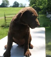 RFPM1, a male Chesapeake Bay Retriever for sale in Scottsville, KY – 1 of 6
