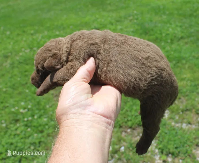 RFKF3 – Chesapeake Bay Retriever puppy for sale in Scottsville, KY