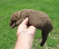 RFKF3, a female Chesapeake Bay Retriever for sale in Scottsville, KY – 1 of 4