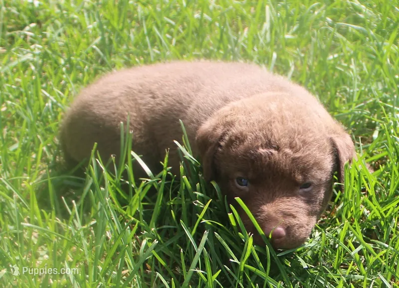 RFKM1 – Chesapeake Bay Retriever puppy for sale in Scottsville, KY