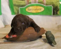 RFAM4, a male Chesapeake Bay Retriever for sale in Scottsville, KY – 3 of 3