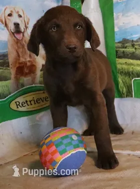 RFAF6 – Chesapeake Bay Retriever puppy for sale in Scottsville, KY