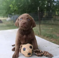 RFKM2, a male Chesapeake Bay Retriever for sale in Scottsville, KY – 6 of 8
