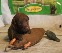 RFAM1, a male Chesapeake Bay Retriever for sale in Scottsville, KY – 3 of 3