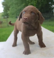 RFPM2, a male Chesapeake Bay Retriever for sale in Scottsville, KY – Photo 5 of 5
