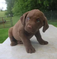 RFPM2, a male Chesapeake Bay Retriever for sale in Scottsville, KY – Photo 4 of 5