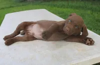 RFPM2, a male Chesapeake Bay Retriever for sale in Scottsville, KY – Photo 1 of 5
