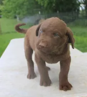 RFPM2, a male Chesapeake Bay Retriever for sale in Scottsville, KY – Photo 3 of 5