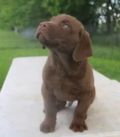 RFPM2, a male Chesapeake Bay Retriever for sale in Scottsville, KY – Photo 2 of 5