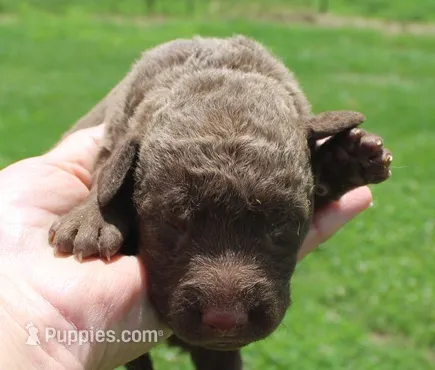 RFKF2 – Chesapeake Bay Retriever puppy for sale in Scottsville, KY