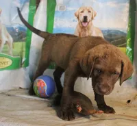RFBF8, a female Chesapeake Bay Retriever for sale in Scottsville, KY – 3 of 5