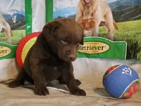 RFZM3, a male Chesapeake Bay Retriever for sale in Scottsville, KY – 5 of 5