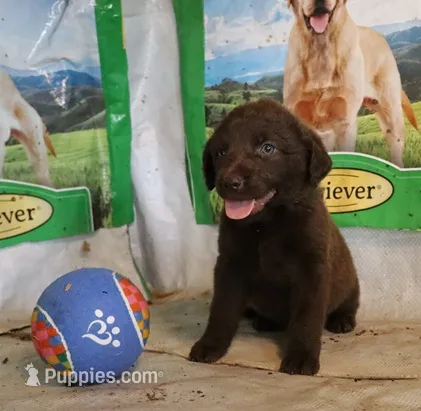 RFAF5 – Chesapeake Bay Retriever puppy for sale in Scottsville, KY