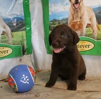 RFAF5, a female Chesapeake Bay Retriever for sale in Scottsville, KY – 1 of 4