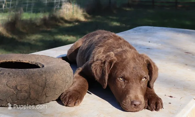 RFAF5 – Chesapeake Bay Retriever puppy for sale in Scottsville, KY