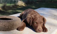 RFAF5, a female Chesapeake Bay Retriever for sale in Scottsville, KY – 1 of 7