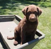 RFPF1, a female Chesapeake Bay Retriever for sale in Scottsville, KY – 4 of 6