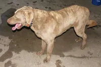 RF111hold, a male Chesapeake Bay Retriever for sale in Scottsville, KY – Photo 5 of 9