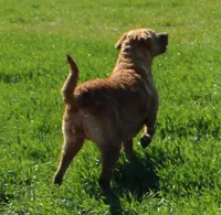 RF111hold, a male Chesapeake Bay Retriever for sale in Scottsville, KY – Photo 7 of 9