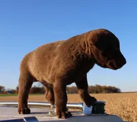 RF111hold, a male Chesapeake Bay Retriever for sale in Scottsville, KY – Photo 3 of 9