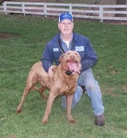 RF111hold, a male Chesapeake Bay Retriever for sale in Scottsville, KY – Photo 4 of 9