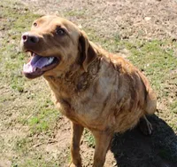 RF111hold, a male Chesapeake Bay Retriever for sale in Scottsville, KY – Photo 9 of 9