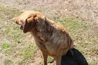 RF111hold, a male Chesapeake Bay Retriever for sale in Scottsville, KY – Photo 8 of 9