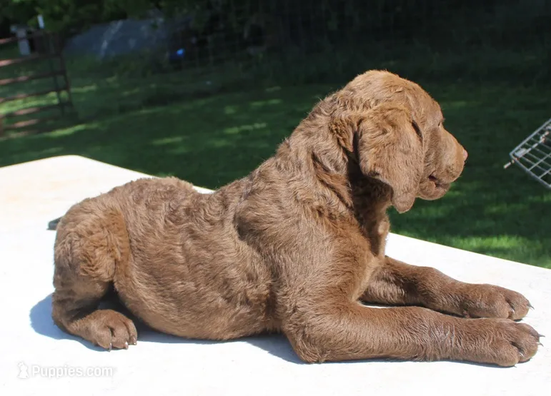 RFPM1 – Chesapeake Bay Retriever puppy for sale in Scottsville, KY