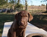 RFAF4, a female Chesapeake Bay Retriever for sale in Scottsville, KY – 6 of 9