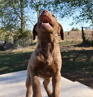 RFAF6, a female Chesapeake Bay Retriever for sale in Scottsville, KY – 5 of 6