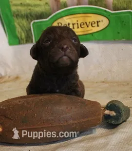 RFAM6 – Chesapeake Bay Retriever puppy for sale in Scottsville, KY