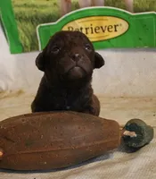 RFAM6, a male Chesapeake Bay Retriever for sale in Scottsville, KY – 1 of 5
