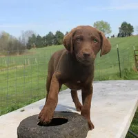RFZF2, a female Chesapeake Bay Retriever for sale in Scottsville, KY – Photo 6 of 7