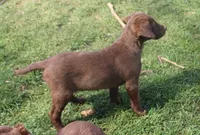 RFZF2, a female Chesapeake Bay Retriever for sale in Scottsville, KY – Photo 3 of 7