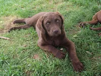 RFZF2, a female Chesapeake Bay Retriever for sale in Scottsville, KY – Photo 7 of 7