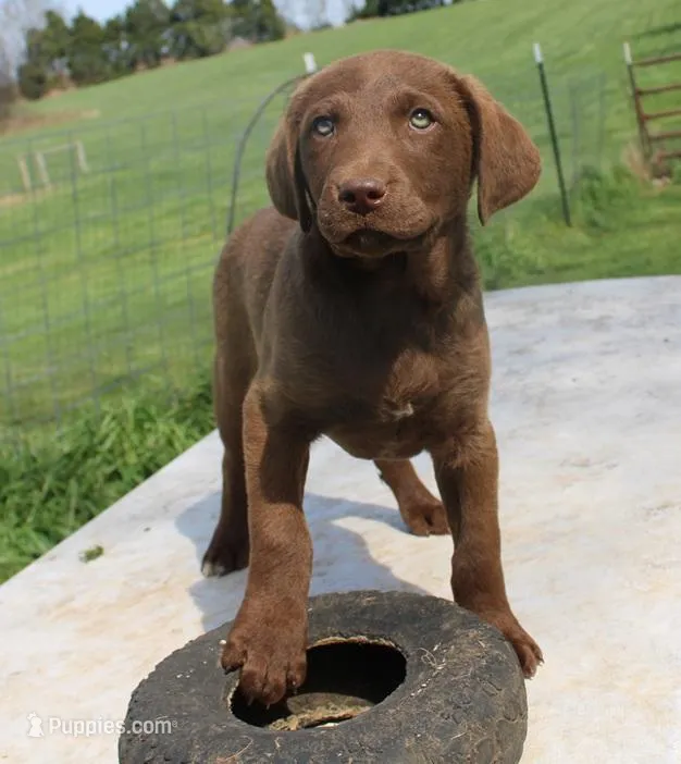 RFZM2 – Chesapeake Bay Retriever puppy for sale in Scottsville, KY