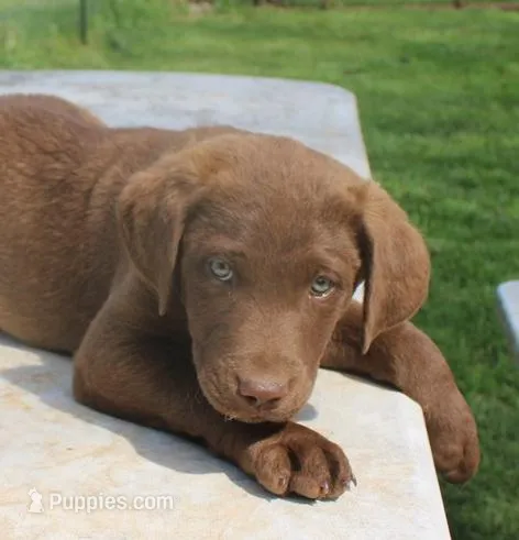RFZF2 – Chesapeake Bay Retriever puppy for sale in Scottsville, KY