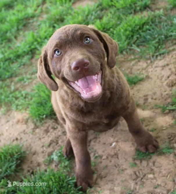 RFZF2 – Chesapeake Bay Retriever puppy for sale in Scottsville, KY