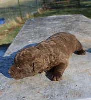 RFZM2, a male Chesapeake Bay Retriever for sale in Scottsville, KY – Photo 1 of 2